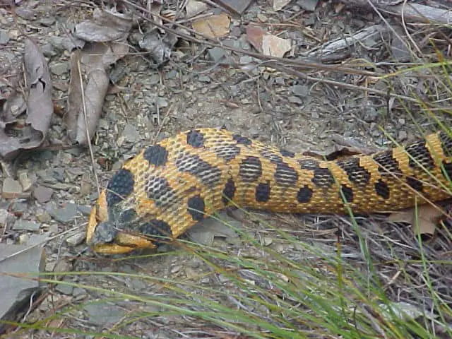 Yellow grey and black eastern hognose snake flat neck