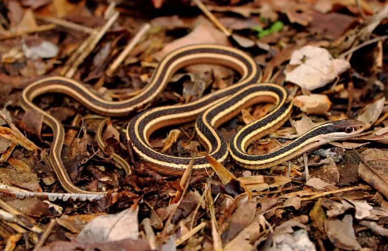 Thamnophis Sauritus - Ribbon Snake - USA Snakes