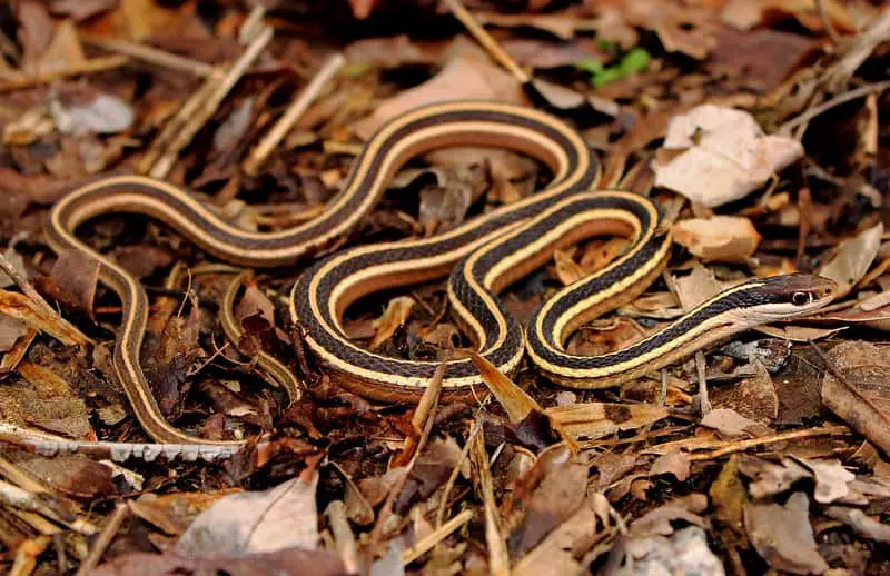 eastern Ribbon Snake (Thamnnophis sauritus sauritus) found in Missouri