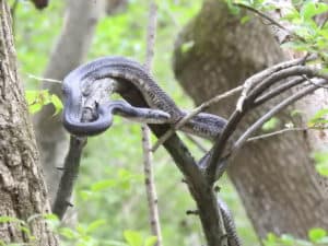 Pantherophis Alleghaniensis - Eastern Rat Snake - USA Snakes