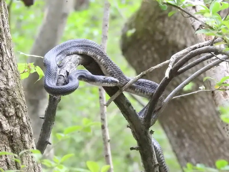 black eastern rat snake climbing in trees high up