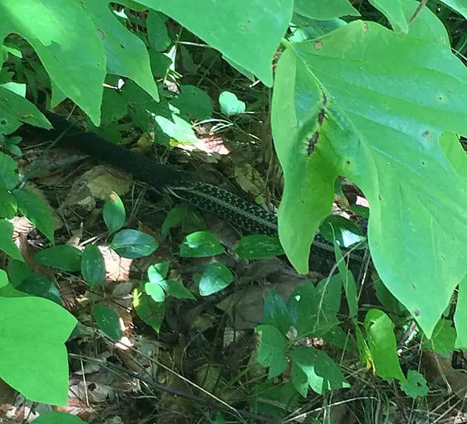 black kingsnake eating eastern garter snake