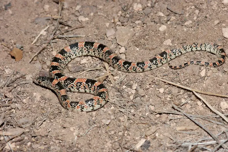 black red or orange stiped snake with white or cream colored belly in New Mexico is a long-nosed snake
