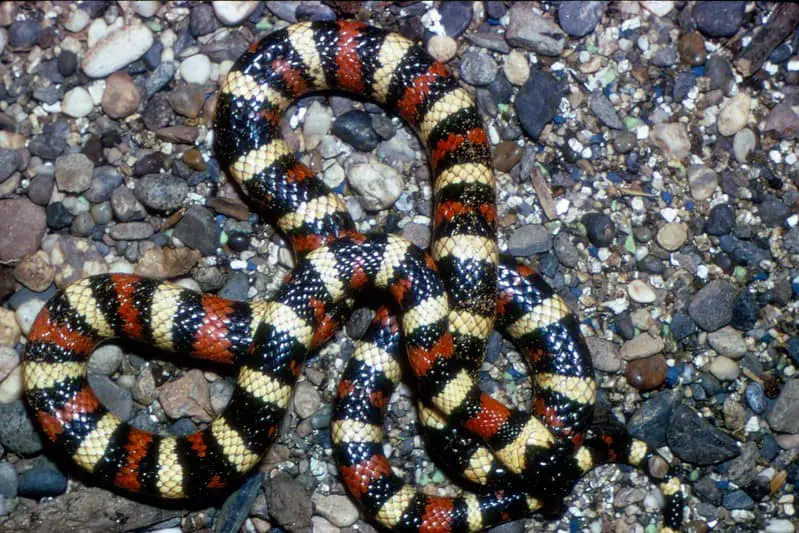 yellow snake with black stripes in nm