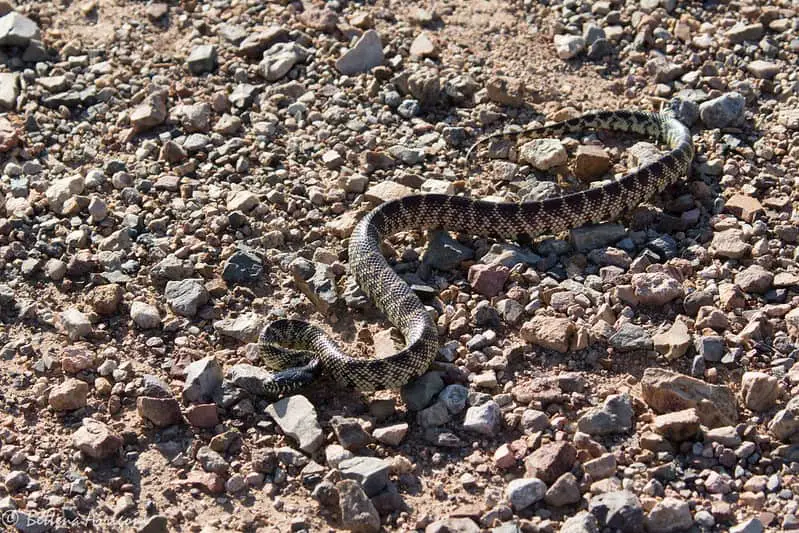 brown or black desert king snake with yellow dots and pattern