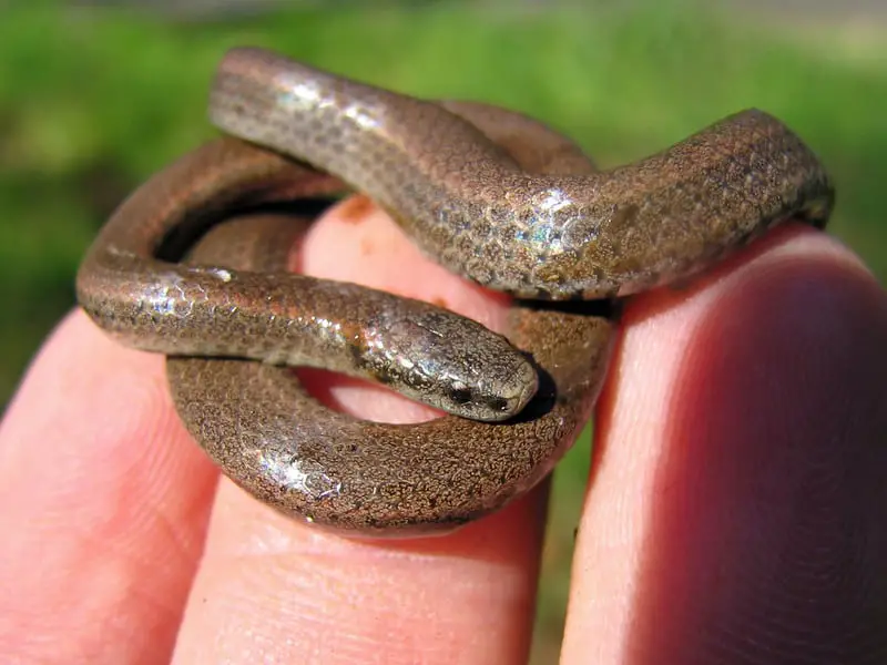 brown snake on US west coast small