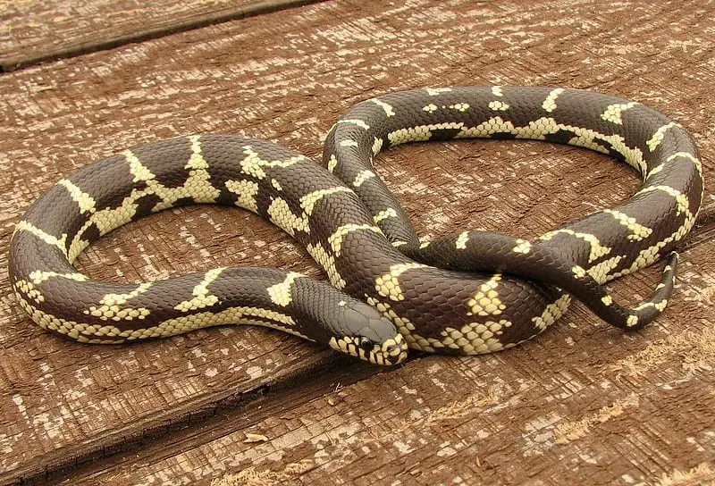 california kingsnake brown or black snake with yellow stripes or cross bands