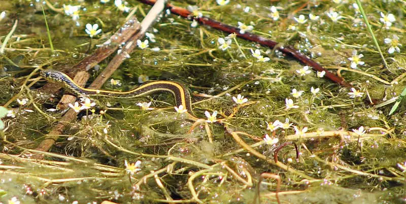 dark black brown snake with yellow stripe on back aquatic garter snake in california