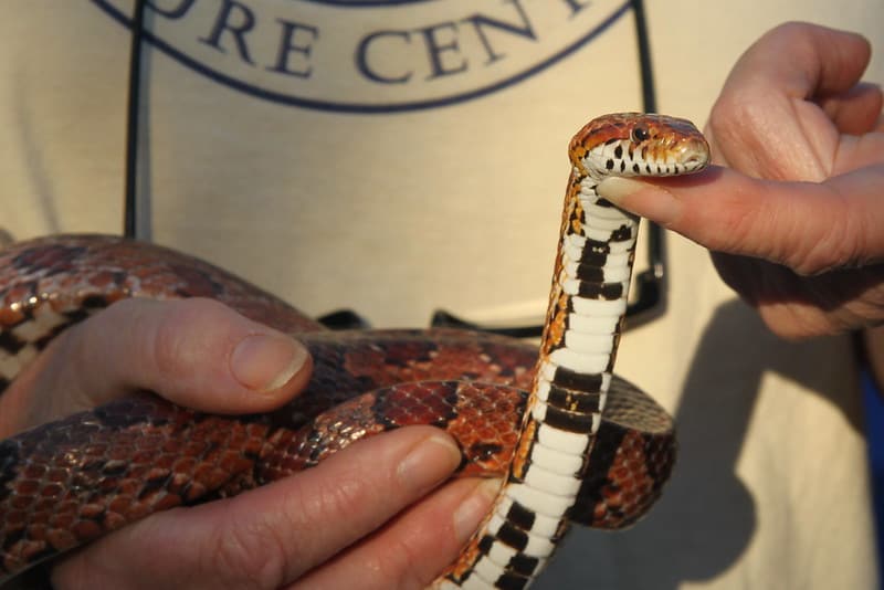 dorsal side of a corn snake black and white pattern