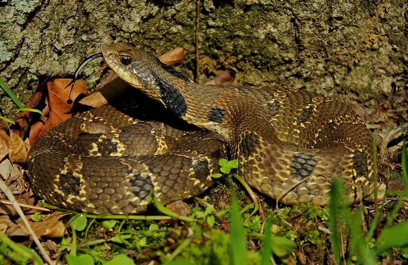 eastern hognose snake looks like a rattlesnake mimick Heterodon Platirhinos