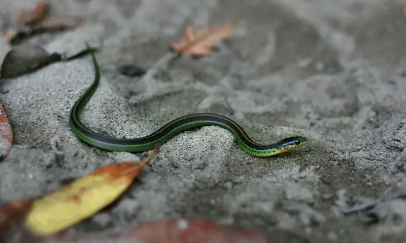 juvenile Santa Cruz aquatic garter snake in oregon