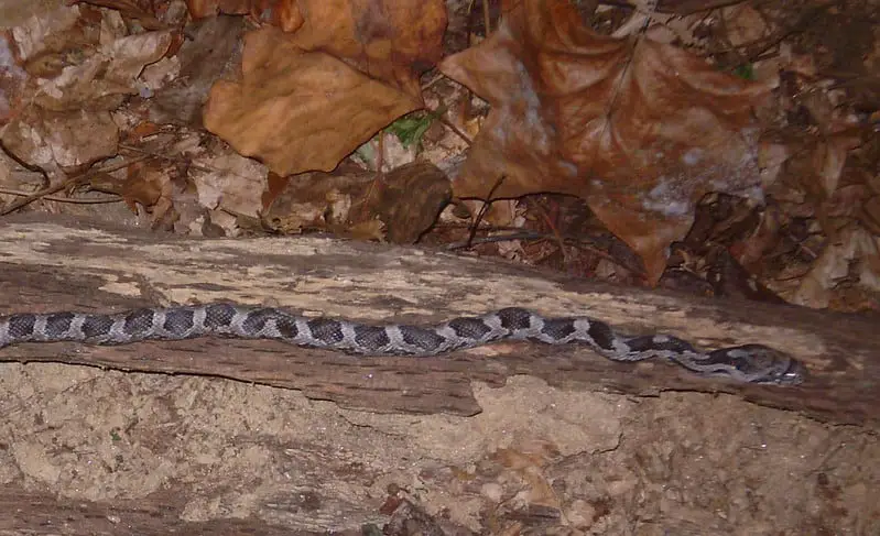 juvenile eastern rat snake pilot snake Pantherophis Alleghaniensis