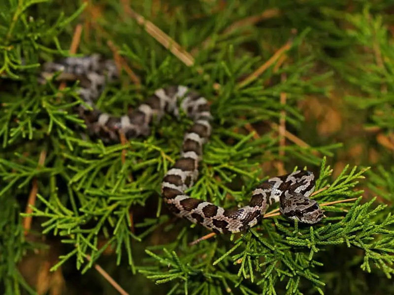 juvenile western black rat snake spotted brown white black in tree