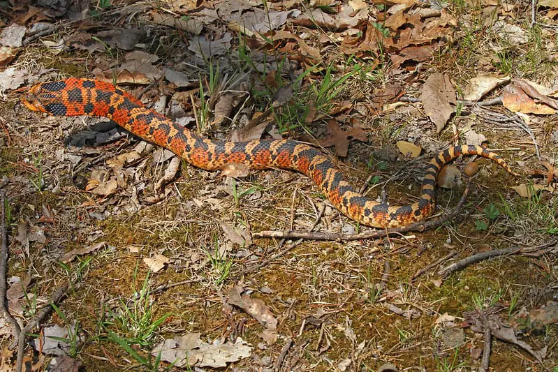 red yellow brown eastern hognose snake with flat neck