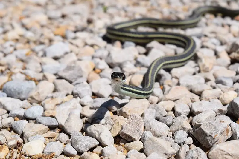 ribbon snake Thamnophis sauritus black snake with three stripes longitudinal lines yellow, green blue light colored