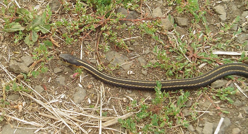yellow and brown northwestern garter snake in oregon